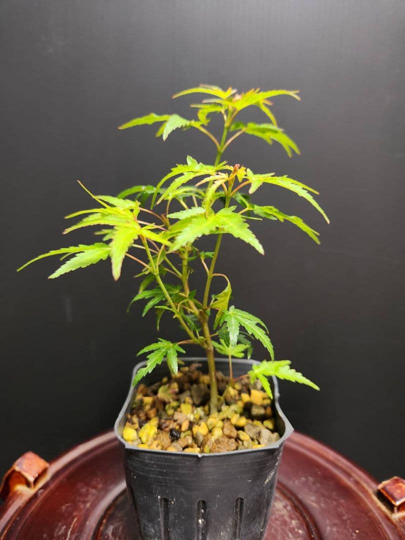 【大人気】織姫もみじ 織姫紅葉 織姫 オリヒメ 紅葉苗 モミジ苗5本