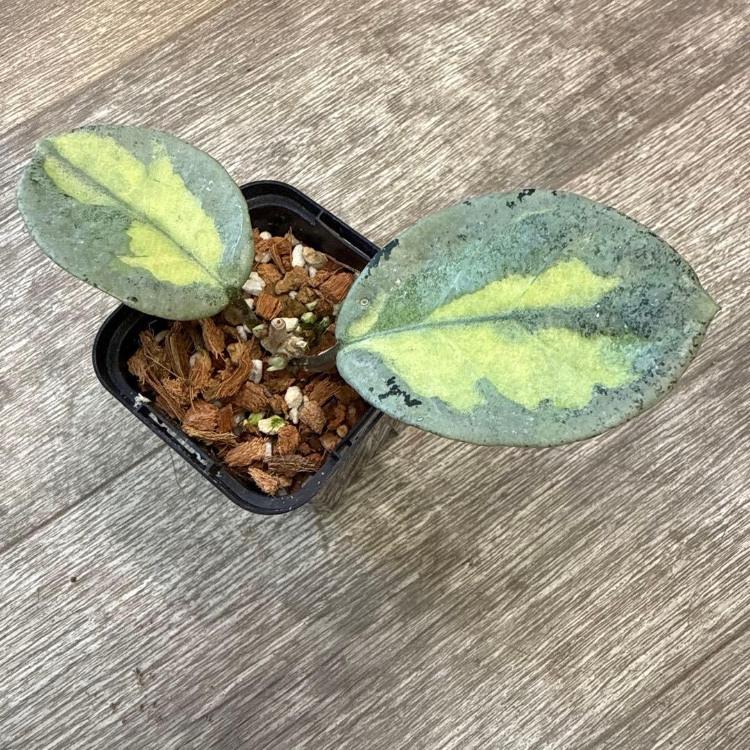 g*a様 レア　希少　ホヤ　カルノーサ　アルゲンティア　プリンセス