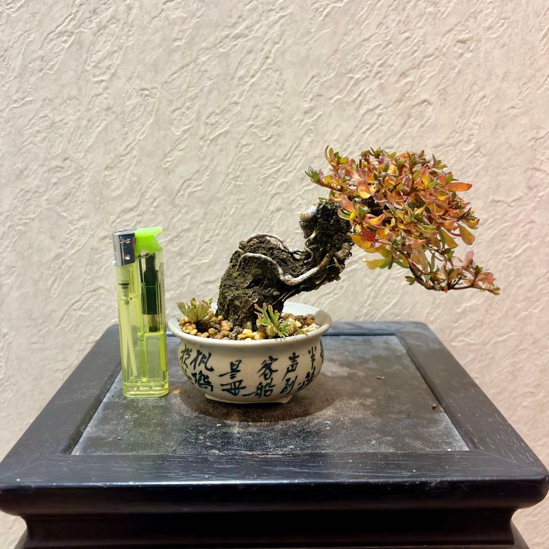 樹高8㎝　根上がりミヤマキリシマ　ピンク　小品　盆栽　黒松　真柏　五葉松