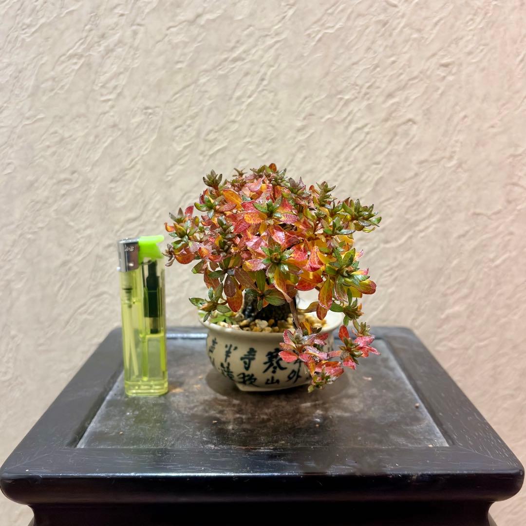 樹高8㎝　根上がりミヤマキリシマ　ピンク　小品　盆栽　黒松　真柏　五葉松