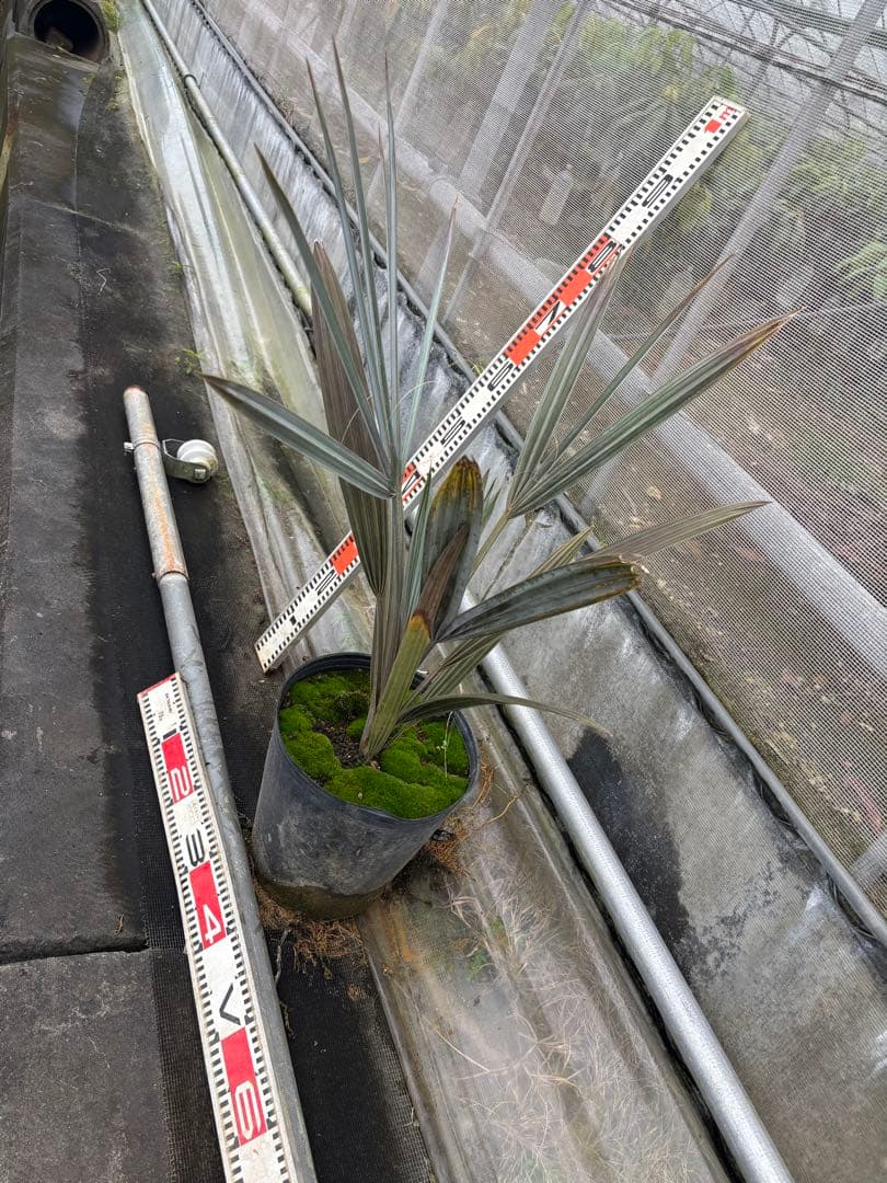 ビスマルキアノビリス　シルバー