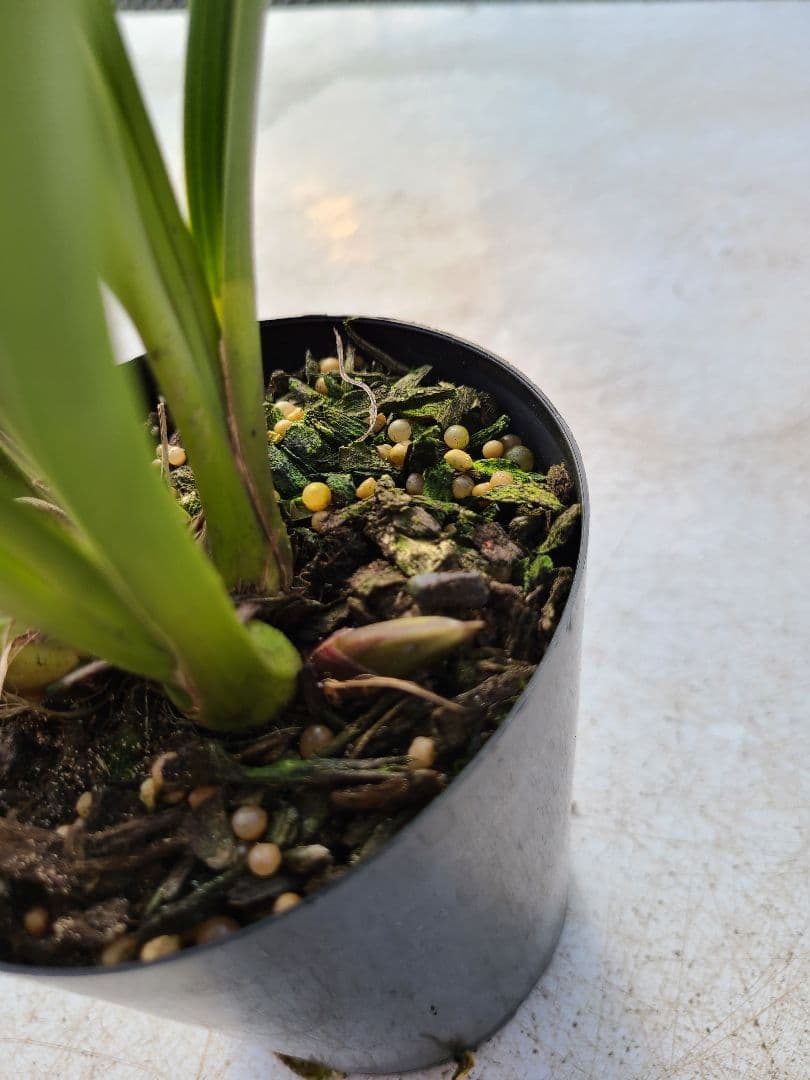 ミスマフェット。花芽3個。2鉢セット。蜜蜂誘引蘭。日本蜜蜂