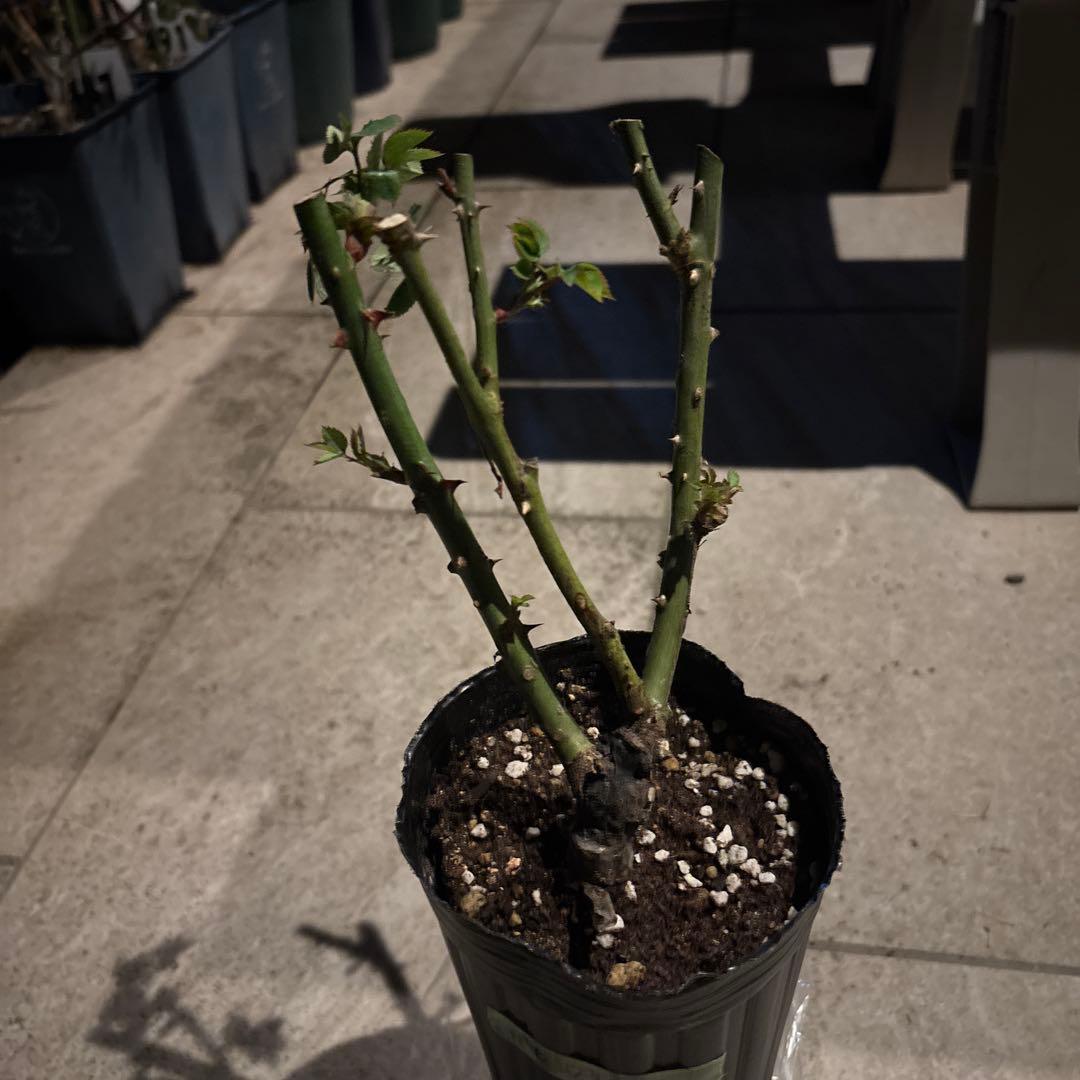 セレスティアル & パフロア バラ苗セット