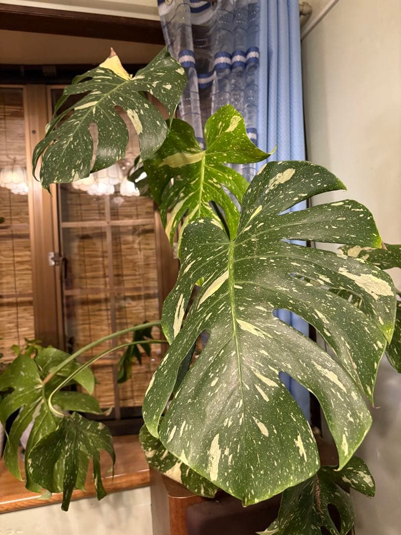 モンステラ・ポトス Yellow Monster (Mature plant)