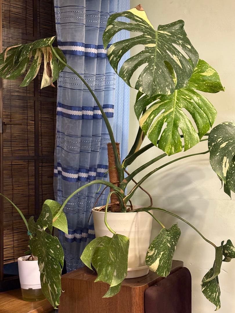 モンステラ・ポトス Yellow Monster (Mature plant)