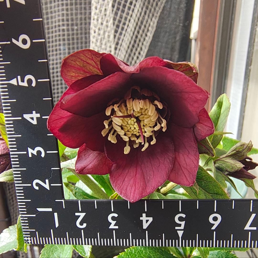 2619シャルウィダンス赤 ヒデコートhyb若泉ファーム クリスマスローズ開花株