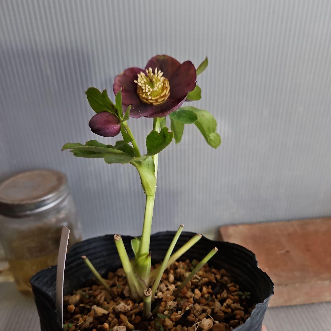 ★genta様ご購入苗✿㉖-73㉖-225クリスマスローズ