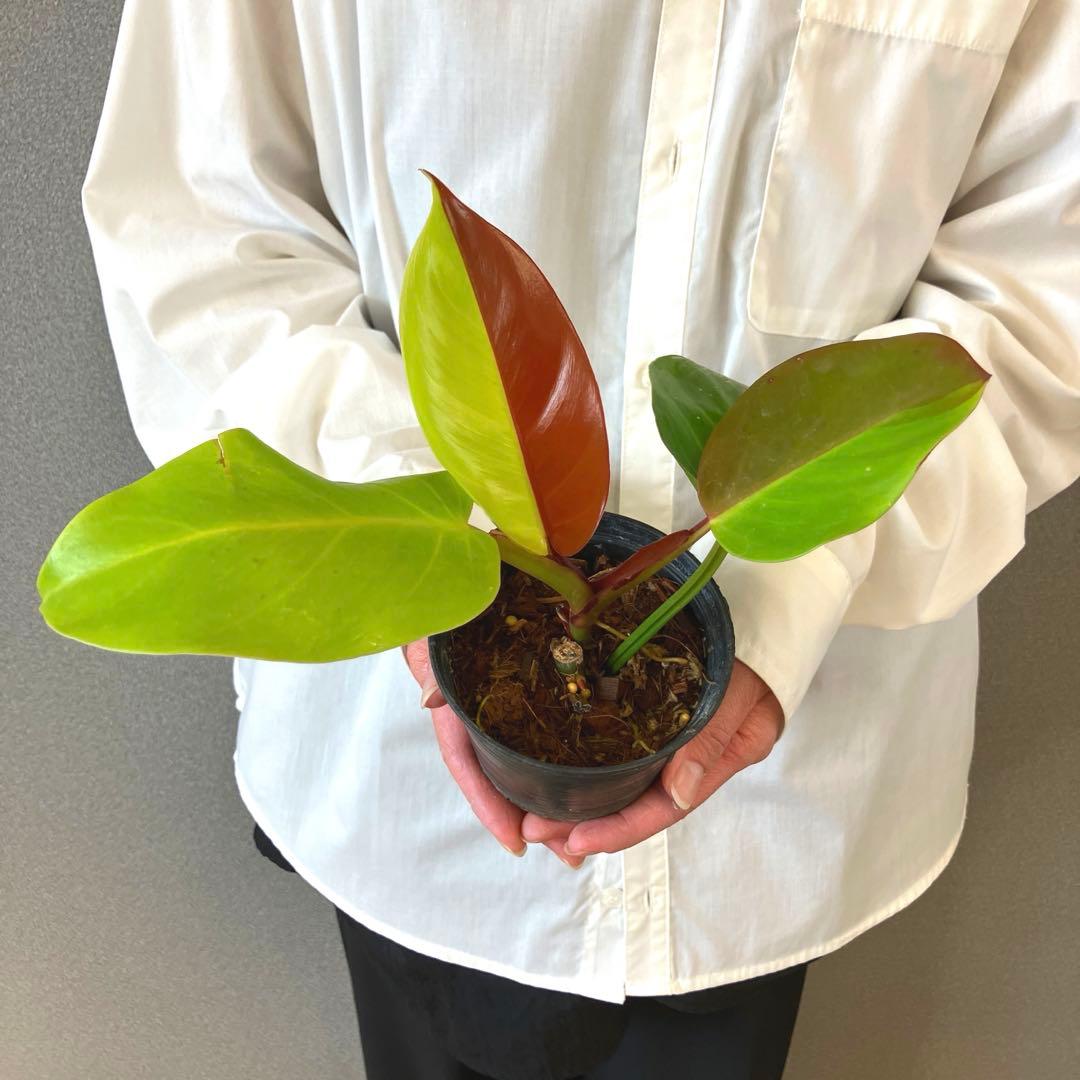 超希少❗️フィロデンドロン　イエローフレーム　レッドムーン✨