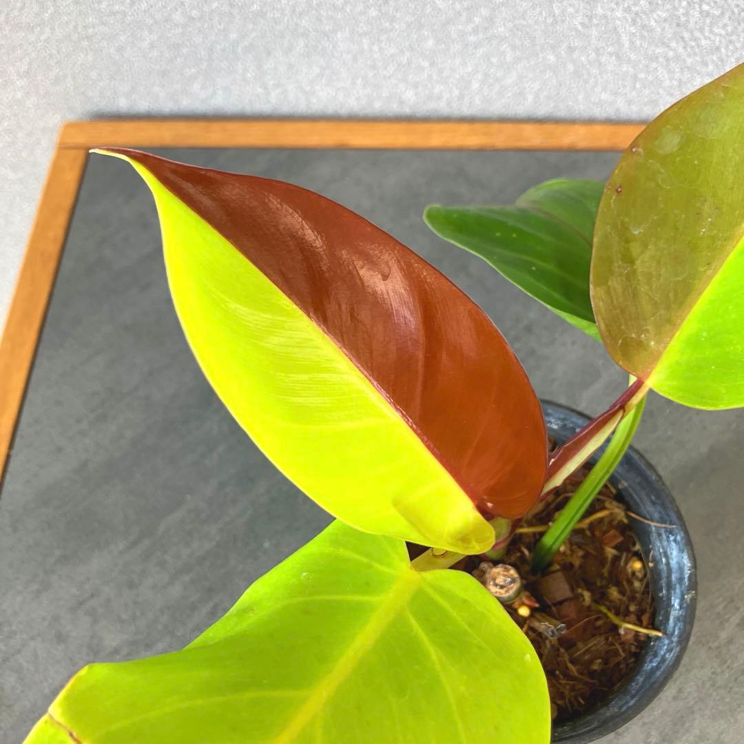 超希少❗️フィロデンドロン　イエローフレーム　レッドムーン✨