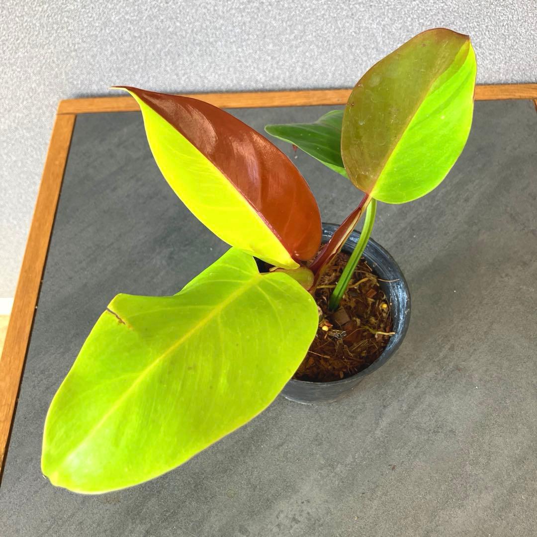 超希少❗️フィロデンドロン　イエローフレーム　レッドムーン✨