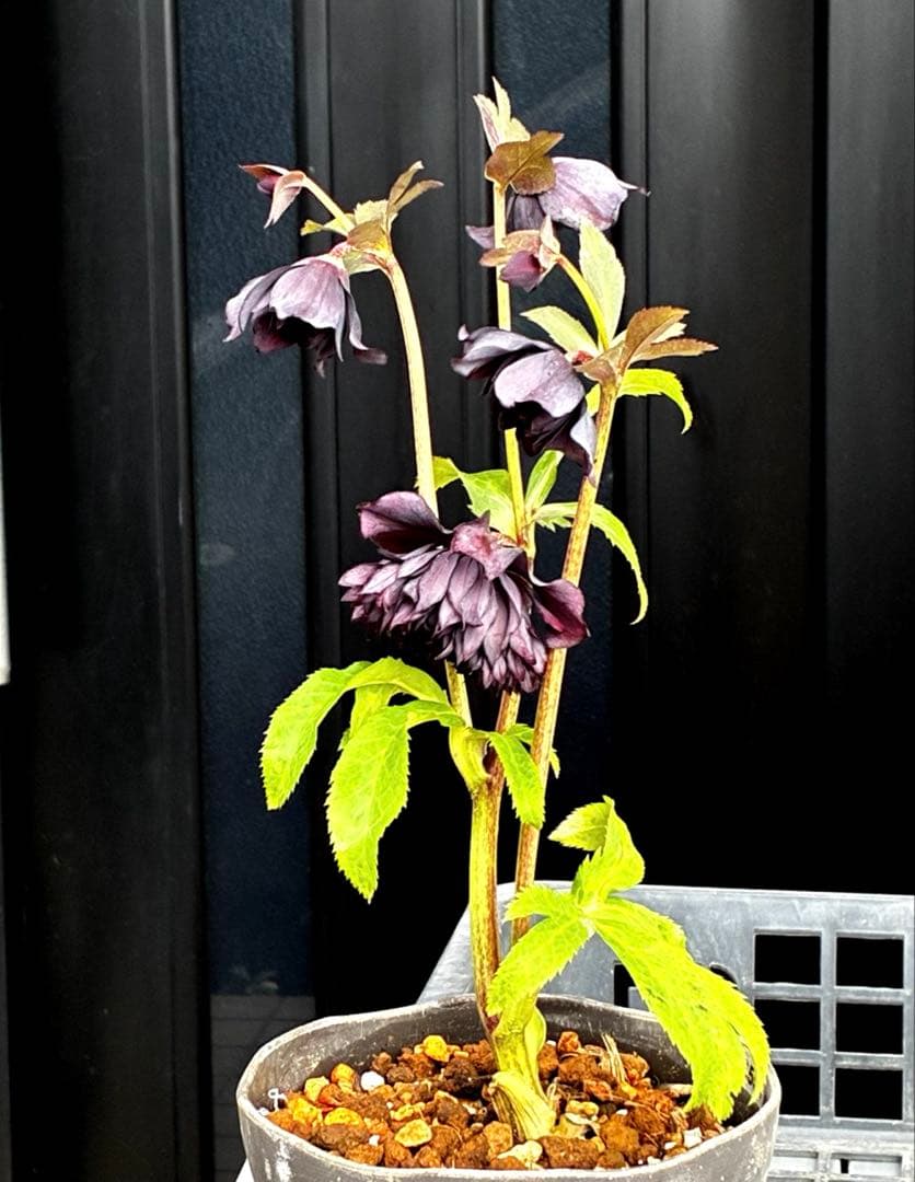 ま*こ様 3553☘️蕾花付き☘️⭐️黒⭐️超多弁⭐️艶フラッシュ⭐️スクリュー