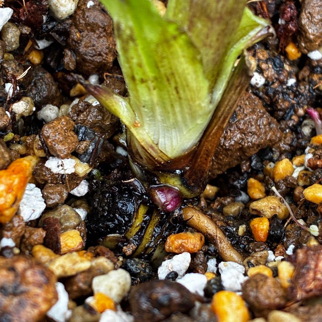 ま*こ様 3553☘️蕾花付き☘️⭐️黒⭐️超多弁⭐️艶フラッシュ⭐️スクリュー