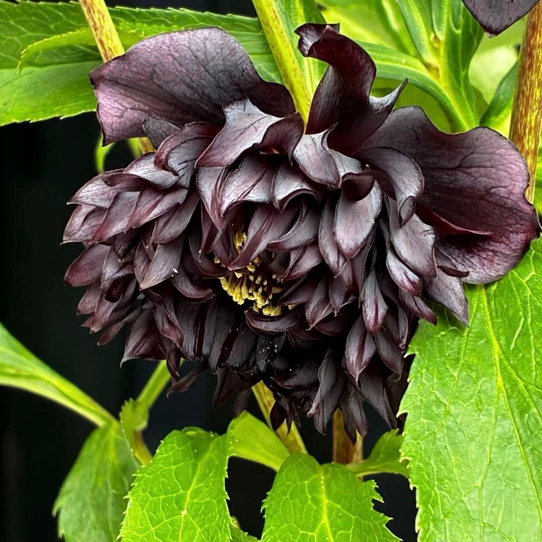 ま*こ様 3553☘️蕾花付き☘️⭐️黒⭐️超多弁⭐️艶フラッシュ⭐️スクリュー