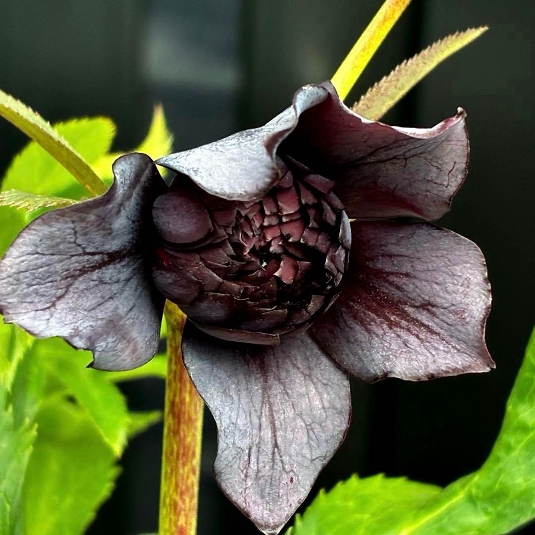 ま*こ様 3553☘️蕾花付き☘️⭐️黒⭐️超多弁⭐️艶フラッシュ⭐️スクリュー