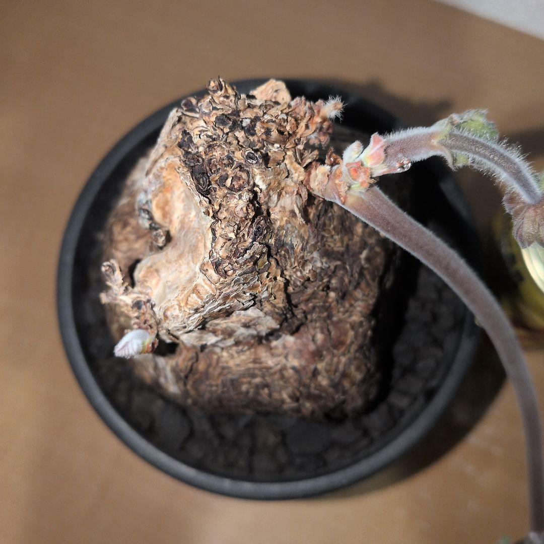 ペラルゴニウム　トリステ　大株 良型タイプ　現地球　発根株（鉢付き)