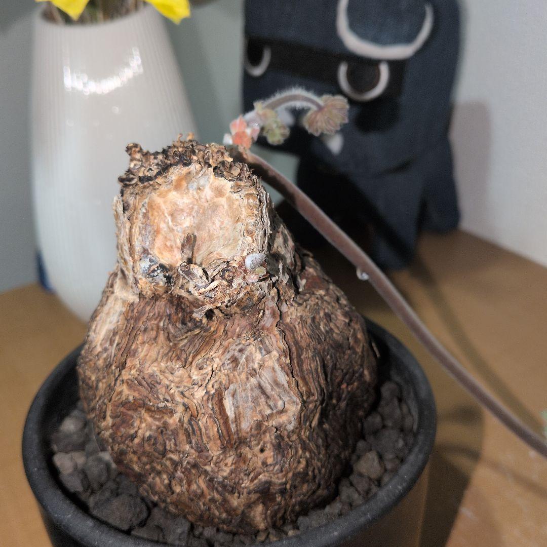 ペラルゴニウム　トリステ　大株 良型タイプ　現地球　発根株（鉢付き)