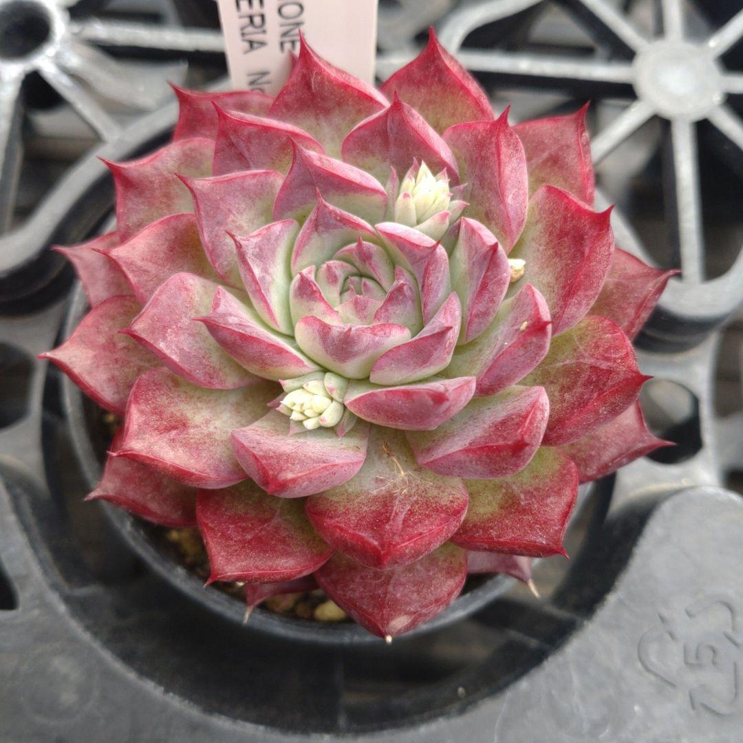 alberobelloさん専用