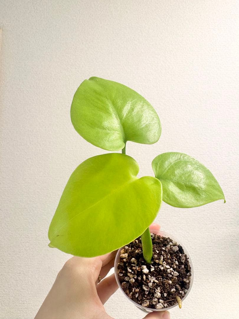 【レア】モンステラ レモンライム #1