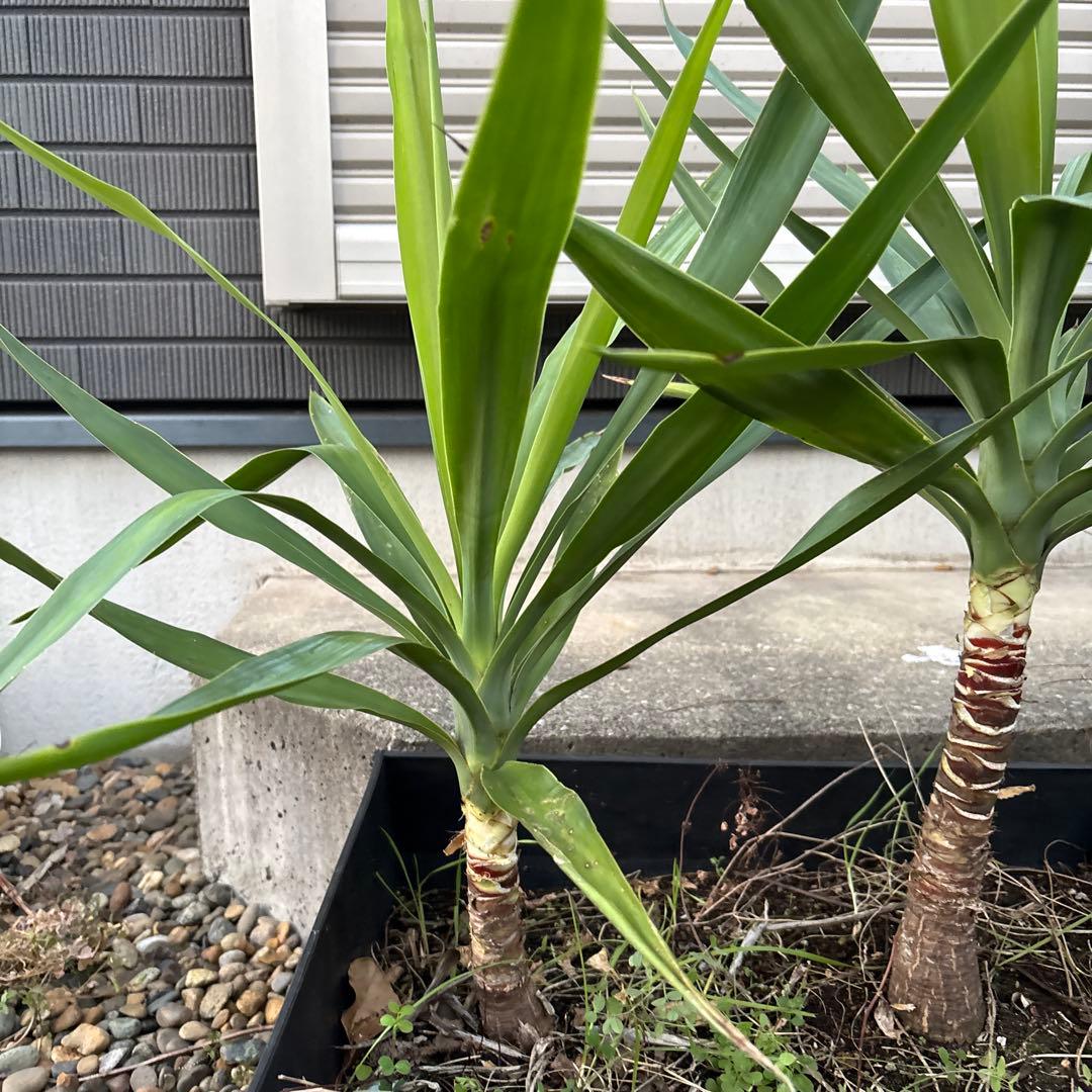 （引き取り限定）ユッカエレファンティペス4本セット