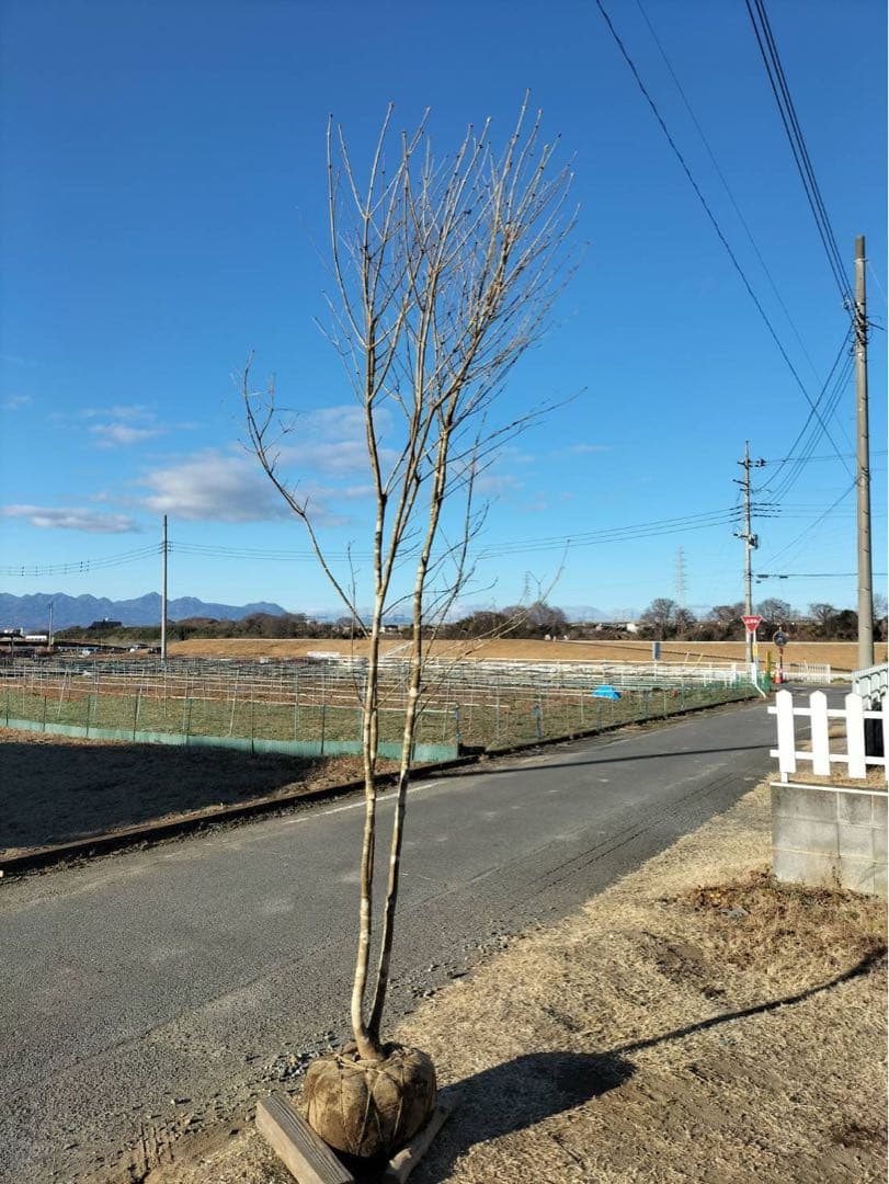 山採り アオダモ 自然樹形