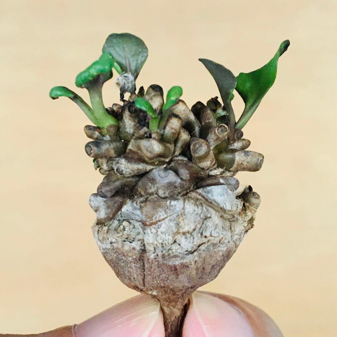 【稀少】1 オトンナ へレイ へレー TC株 塊根 コーデックス