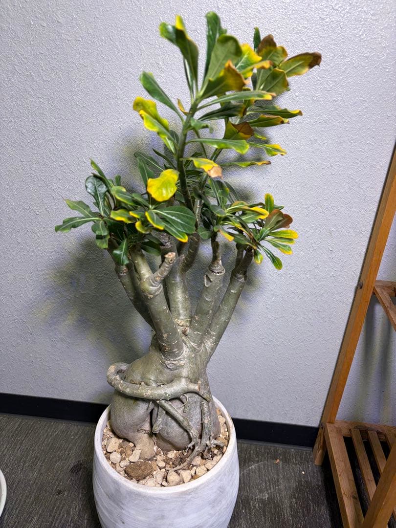 アデニウム 大型 レアサイズ