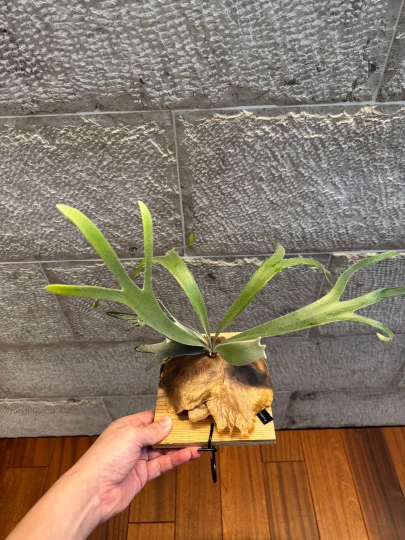 ビカクシダ P.willinckii Moonlight vp ムーンライトVP