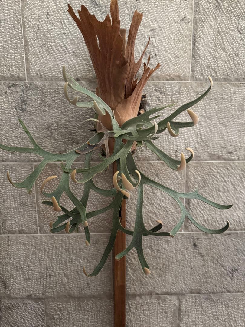 ビカクシダ P.willinckii Moonlight vp ムーンライトVP