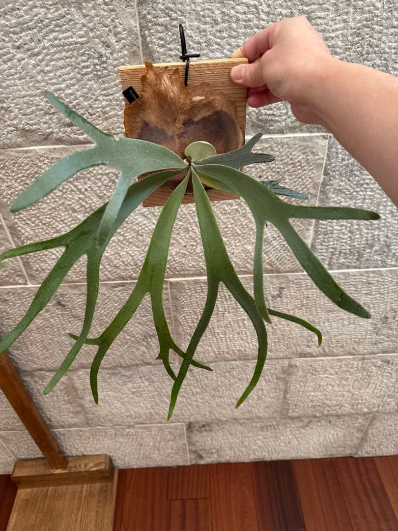 ビカクシダ P.willinckii Moonlight vp ムーンライトVP