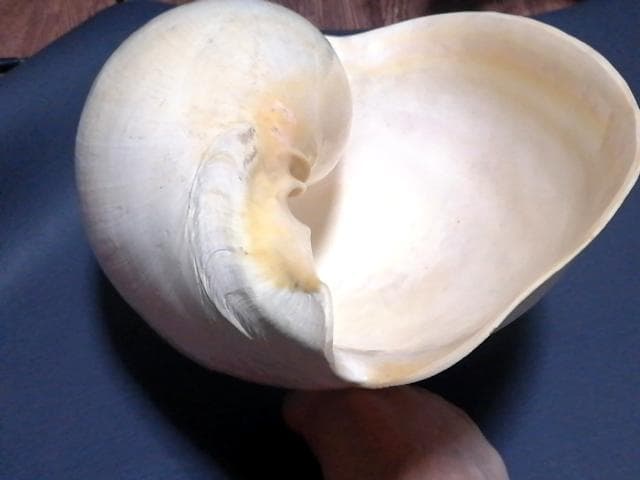 巨大 ヤシ貝 巻貝 天然物 30×22×15cm 1480ｇ 自然標本 オブジェ