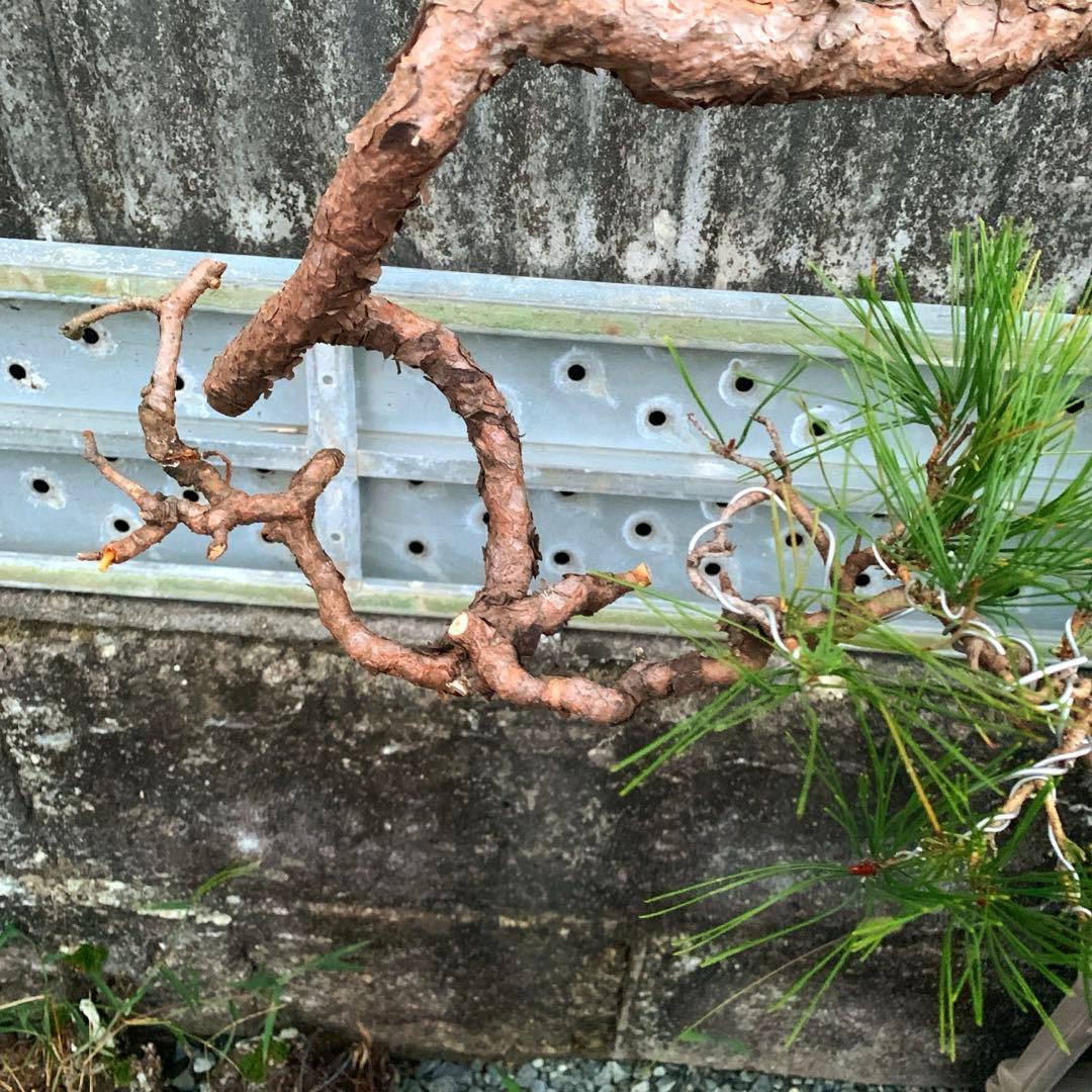 信州産　赤松　山木　山採り　赤幹　古木　長野県産　盆栽