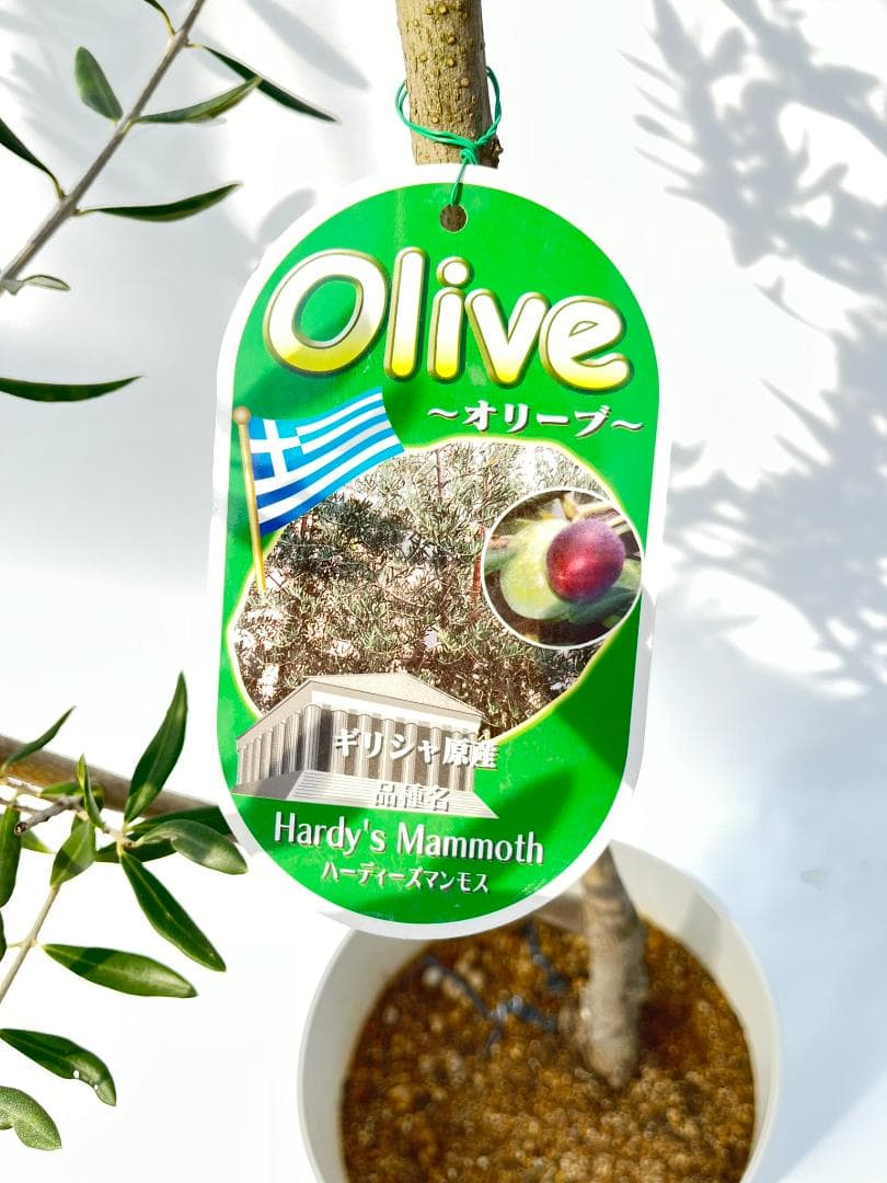 オリーブの木　ハーディーズマンモス　8号　約110cm　K-328　希少　現品