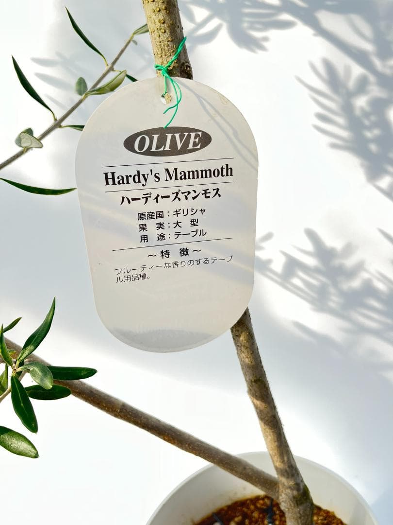 オリーブの木　ハーディーズマンモス　8号　約110cm　K-328　希少　現品