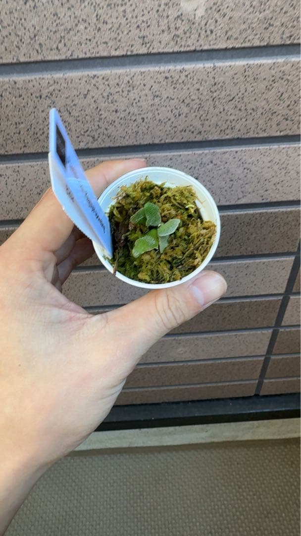 ビカクシダ P.willinckii Kaguya sporeling