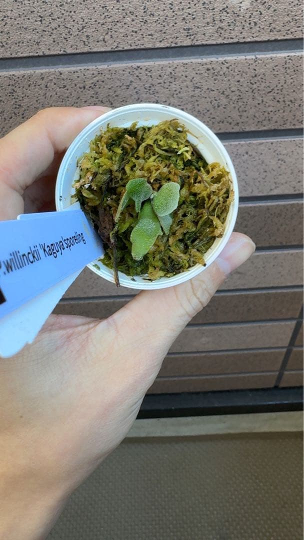 ビカクシダ P.willinckii Kaguya sporeling