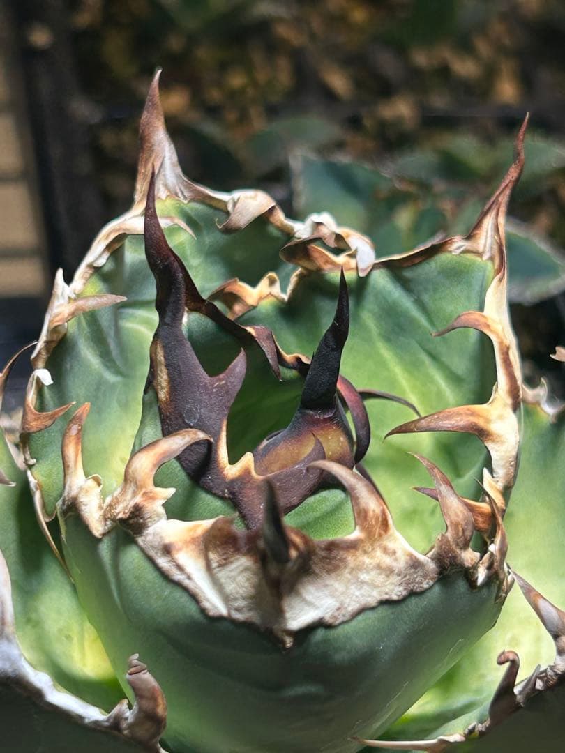 アガベ　実生子株