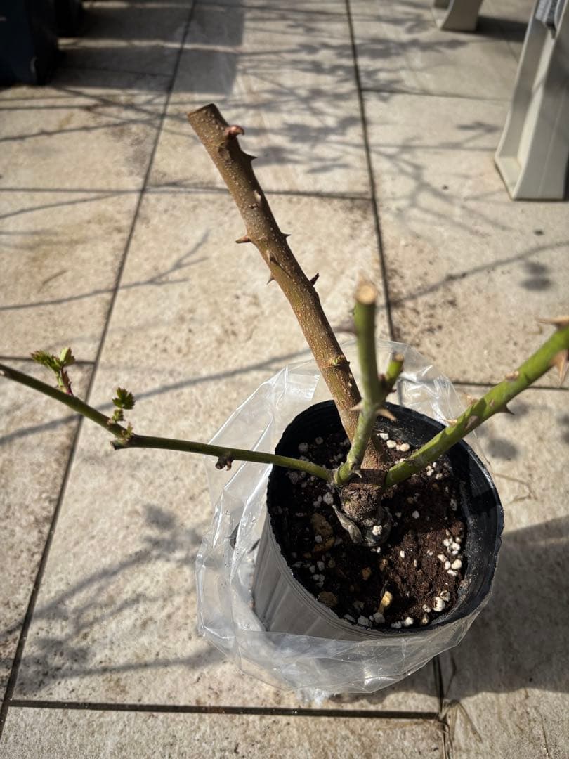 バラ苗 4種セット