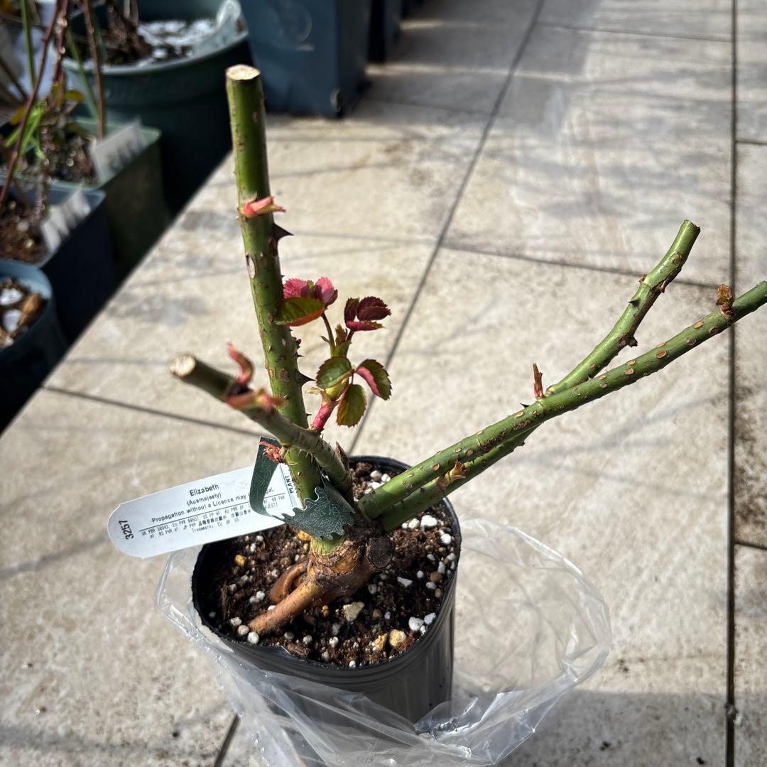 バラ苗 4種セット