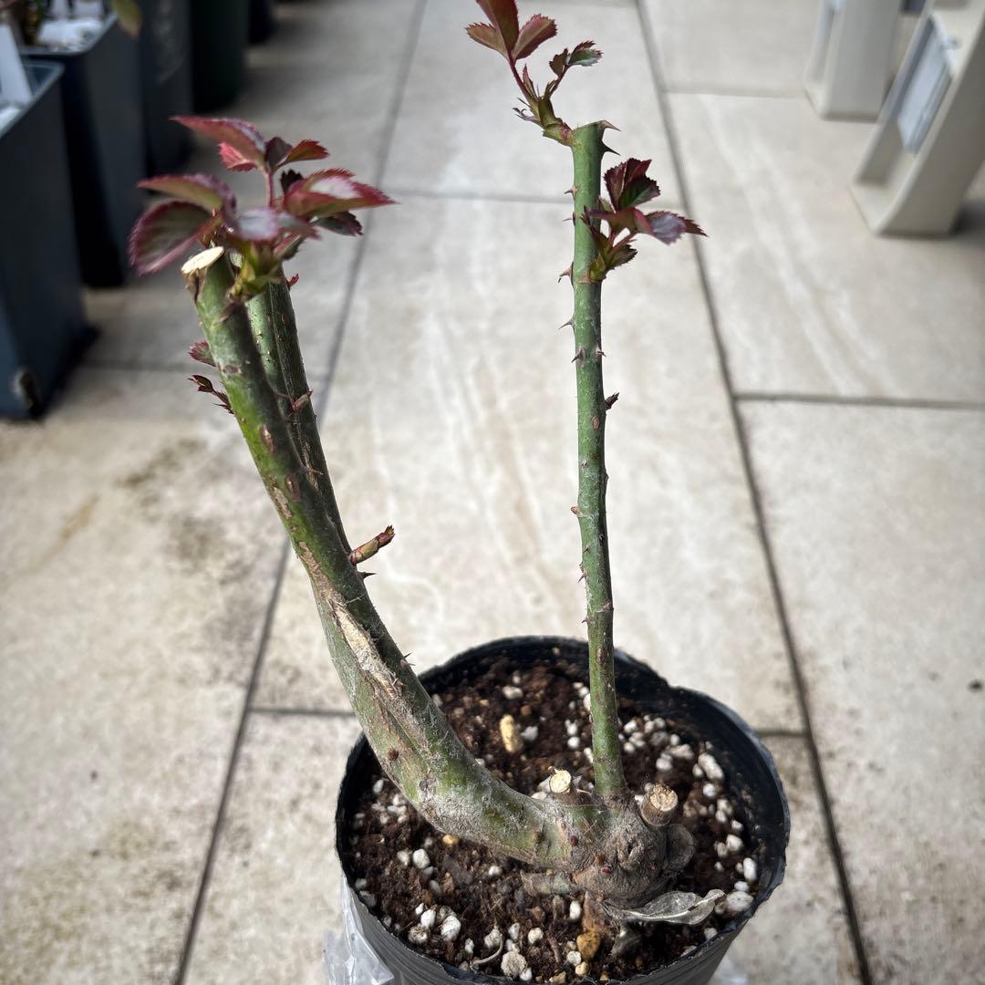 バラ苗 4種セット