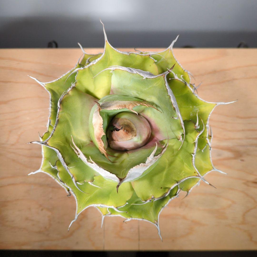 アガベ　黒豹　ダイヤモンド