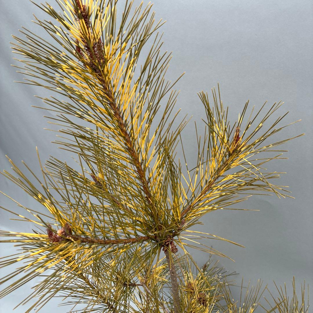 ジャノメマツ　蛇の目松