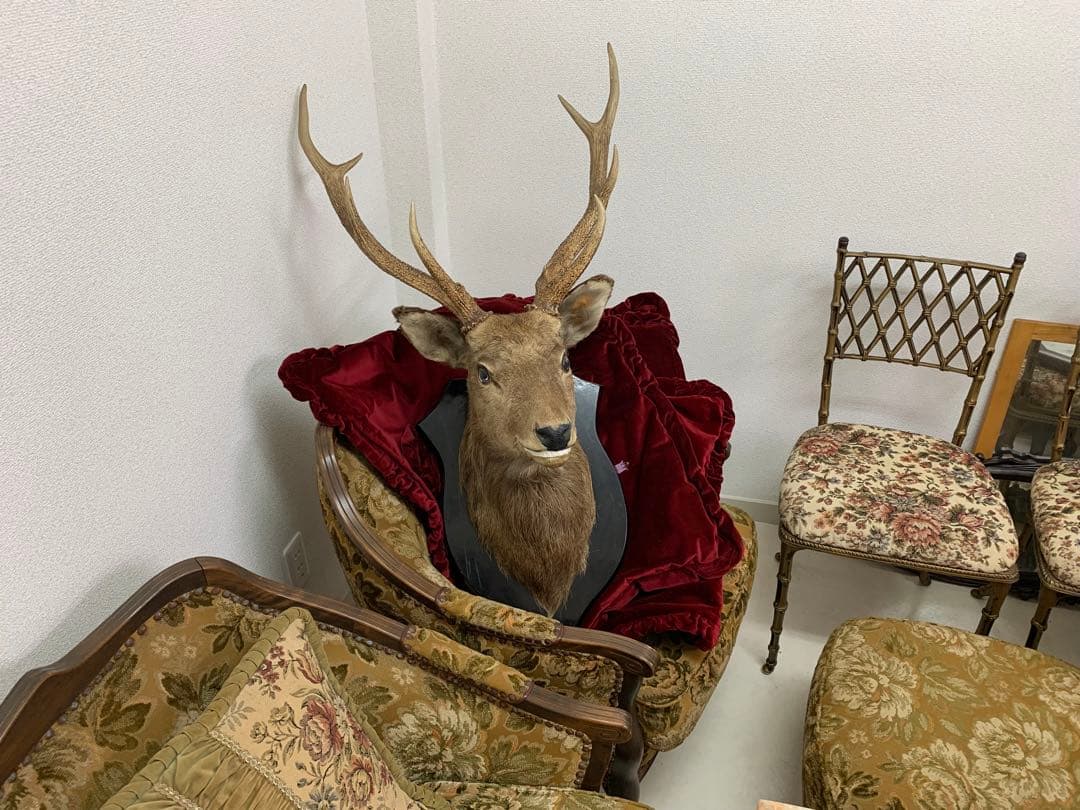 エゾシカの剥製