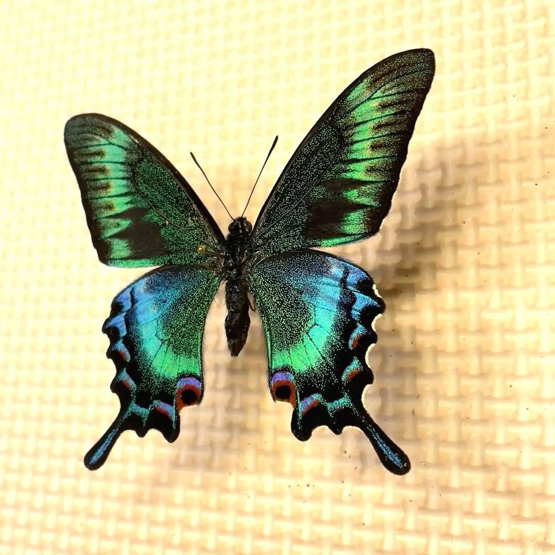 蝶標本　北海道産　極美麗ミヤマカラスアゲハ♂ 飼育品　完品　⭐️マイコレに‼️