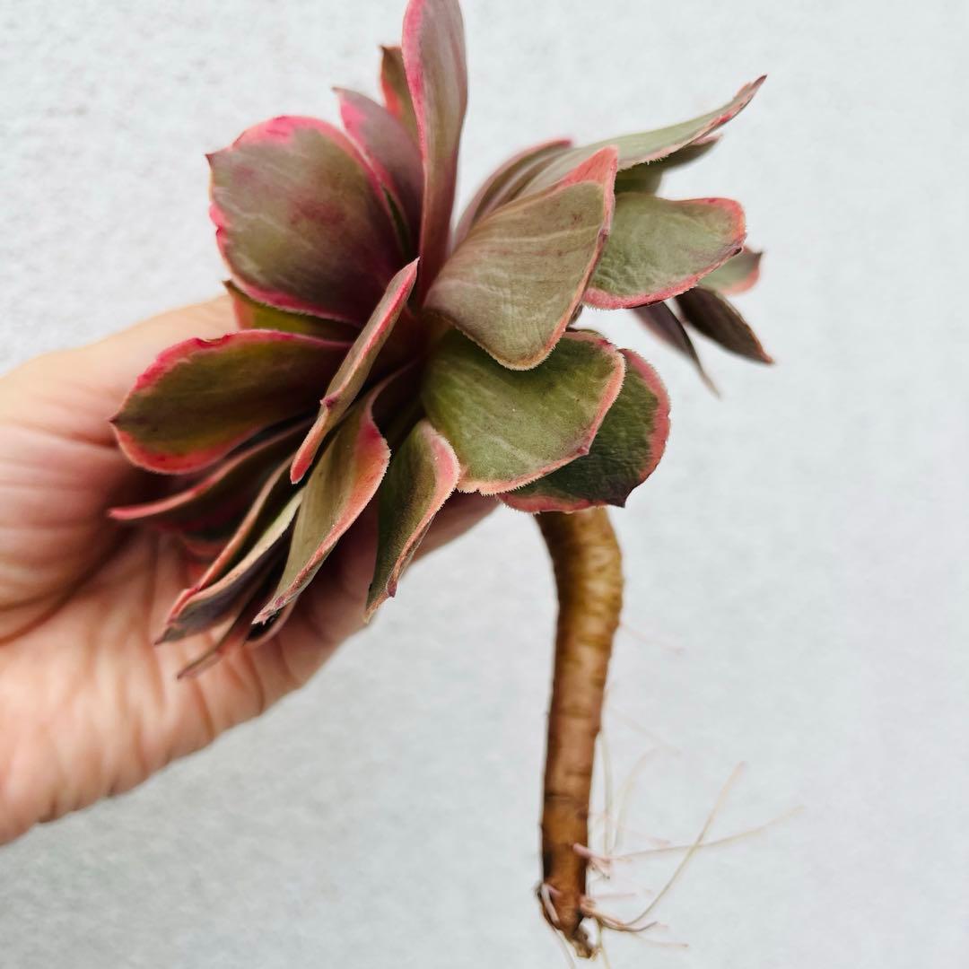 29.【現品　微根】バンクェット　茎曲がり・葉焼け・傷有り　大きい‼️ レア