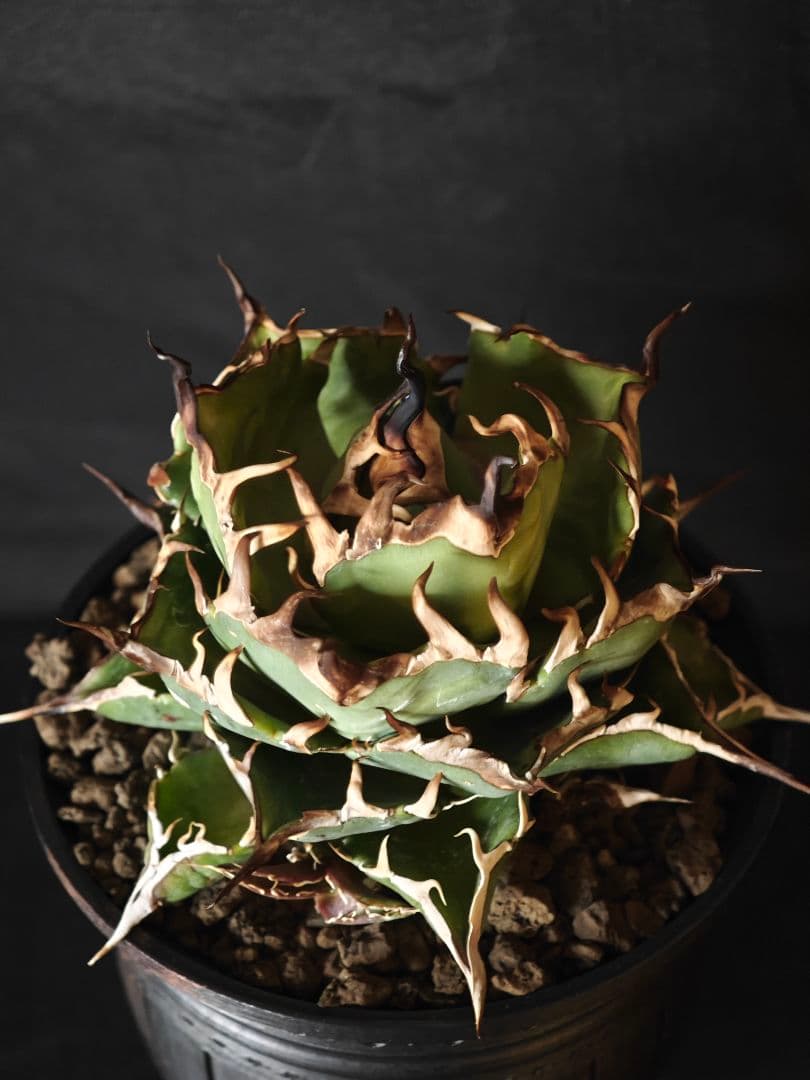 nekoさん専用 アガベ チタノタ ハデス 親株