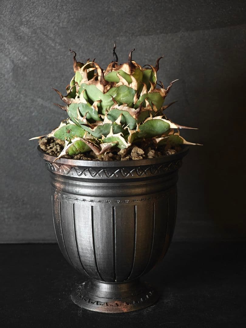 nekoさん専用 アガベ チタノタ ハデス 親株