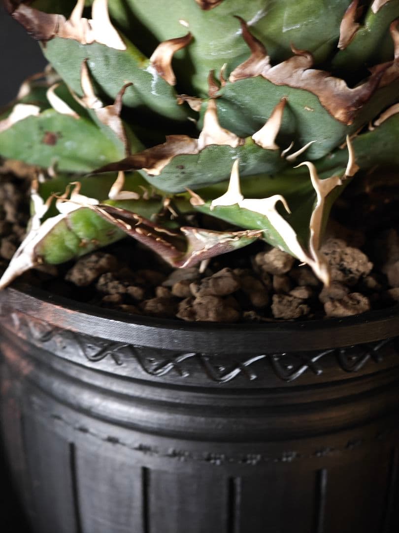 nekoさん専用 アガベ チタノタ ハデス 親株