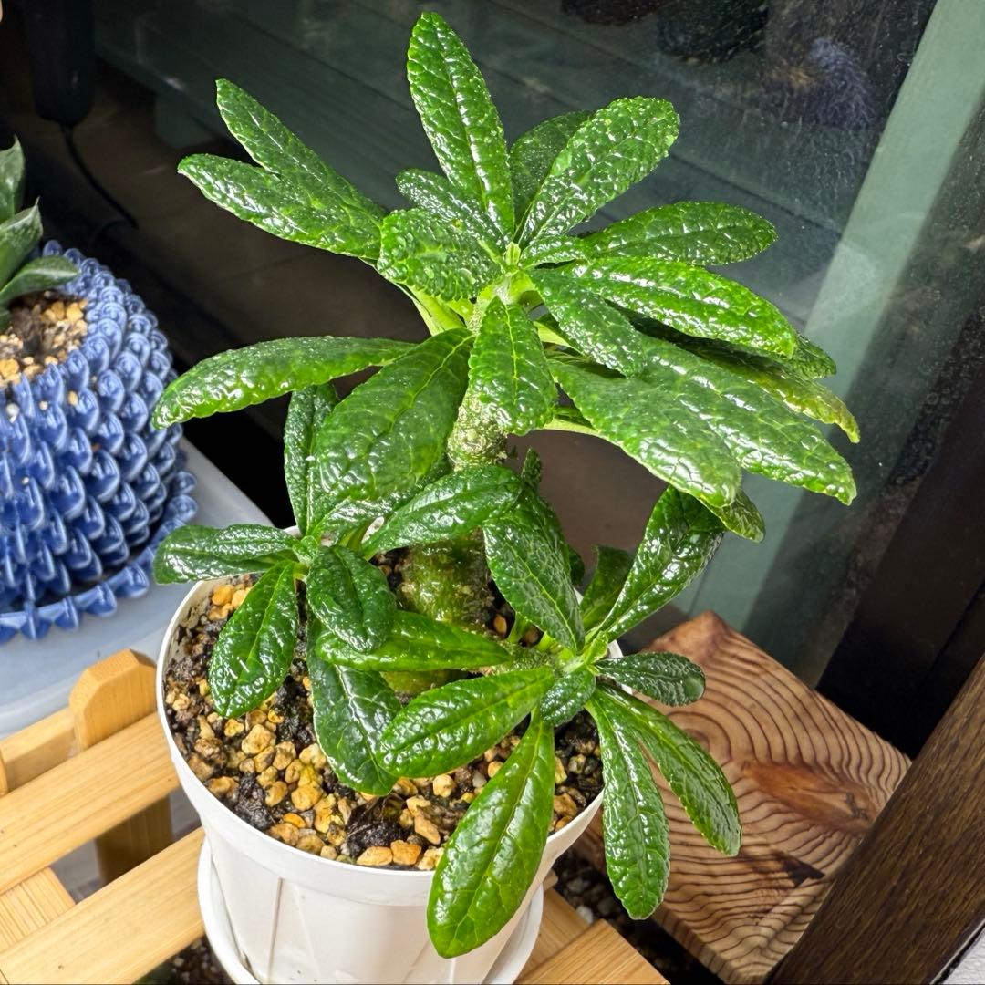 2024年8.2生まれ⭐️ドルステニアギガス実生⭐️めちゃ元気！極上美苗美品発根済