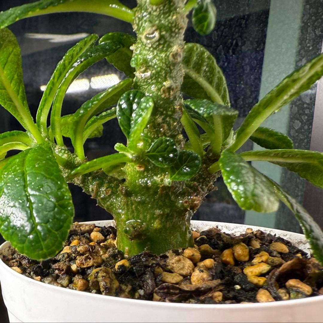 2024年8.2生まれ⭐️ドルステニアギガス実生⭐️めちゃ元気！極上美苗美品発根済