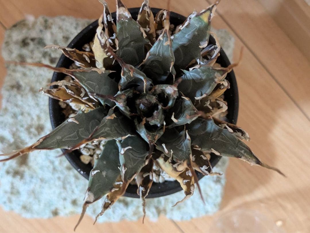 エボリスピナ　長棘